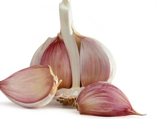 garlic