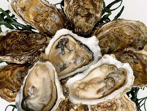 oysters