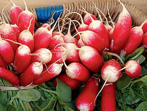 radish